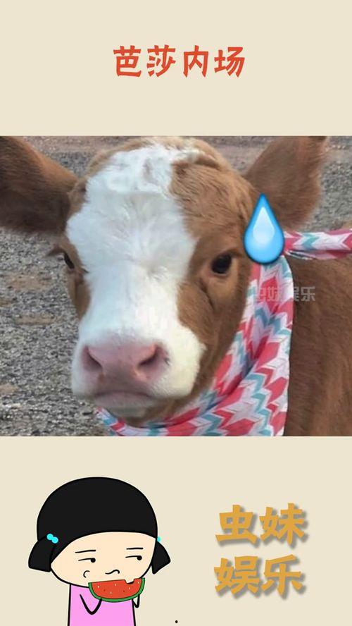 抖音娱乐吃瓜君